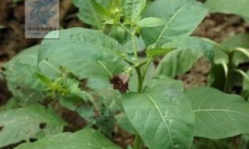 藤构的功效与主治-构藤根的用处-藤构的药用部位,中国藤构根功效网站